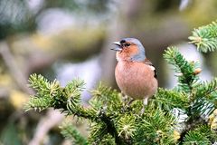 Buchfink (Fringilla coelebs), Männchen