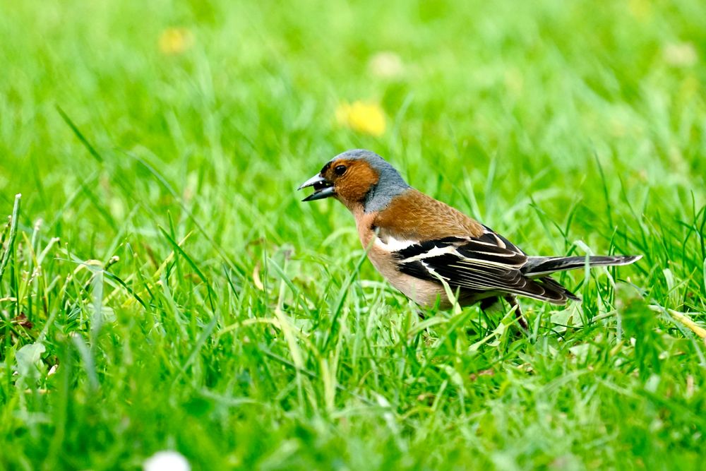 Buchfink (Fringilla coelebs), Männchen