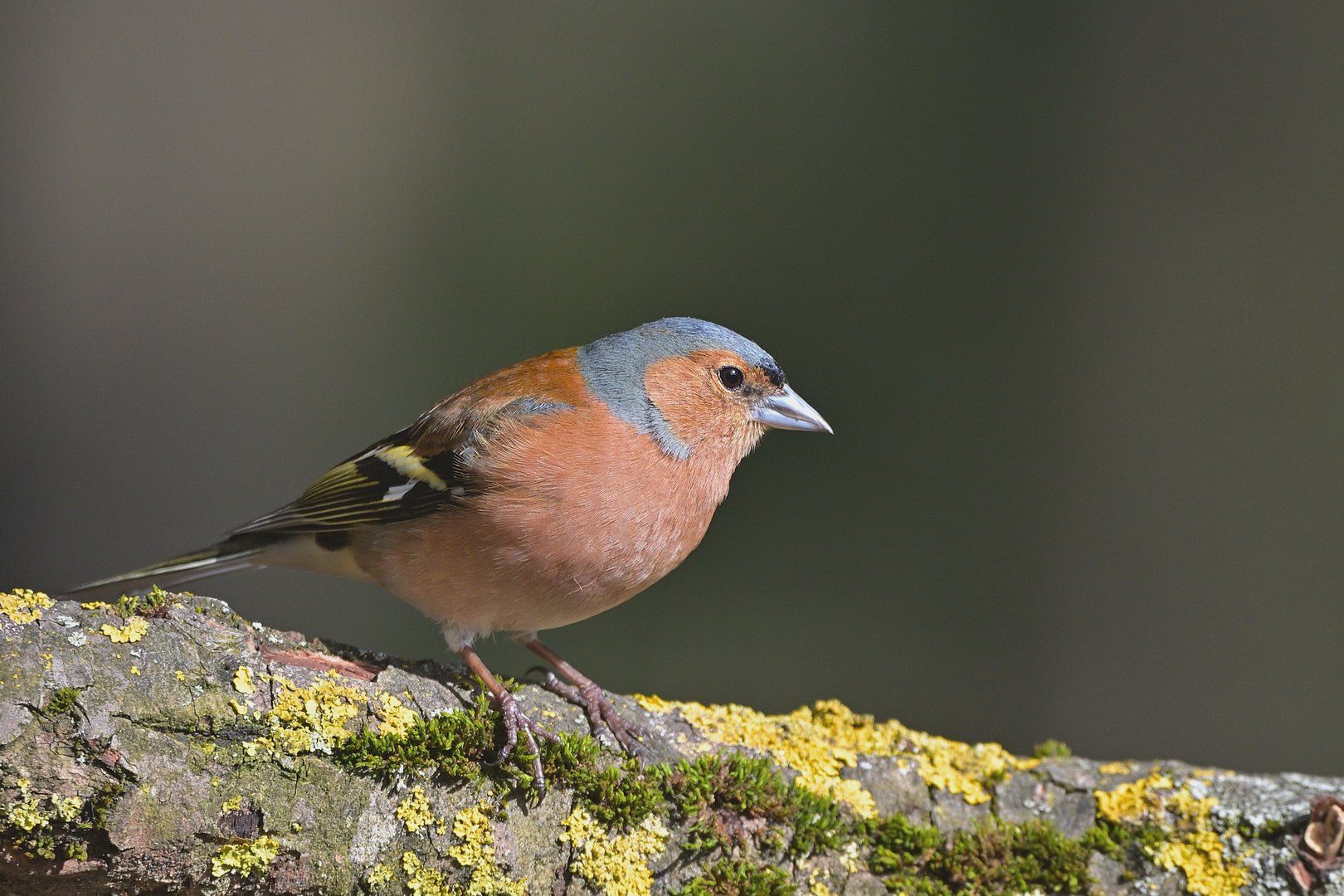 Buchfink (Fringilla coelebs) - Männchen