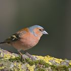 Buchfink (Fringilla coelebs) - Männchen