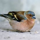 Buchfink (Fringilla coelebs), Männchen