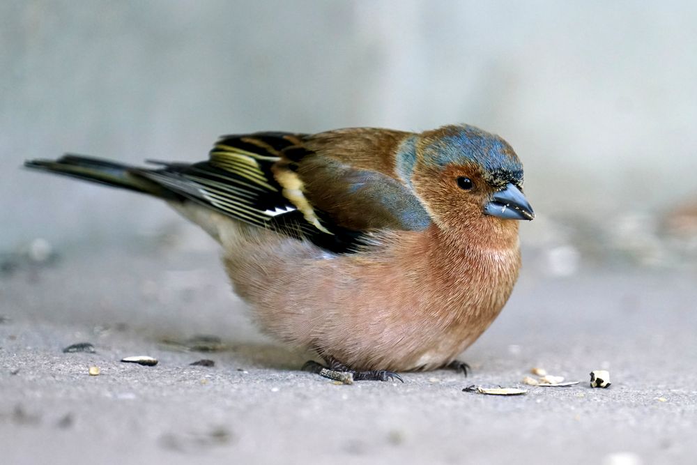 Buchfink (Fringilla coelebs), Männchen