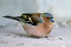 Buchfink (Fringilla coelebs), Männchen