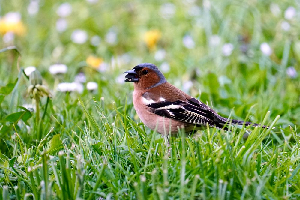 Buchfink (Fringilla coelebs), Männchen