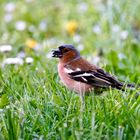 Buchfink (Fringilla coelebs), Männchen