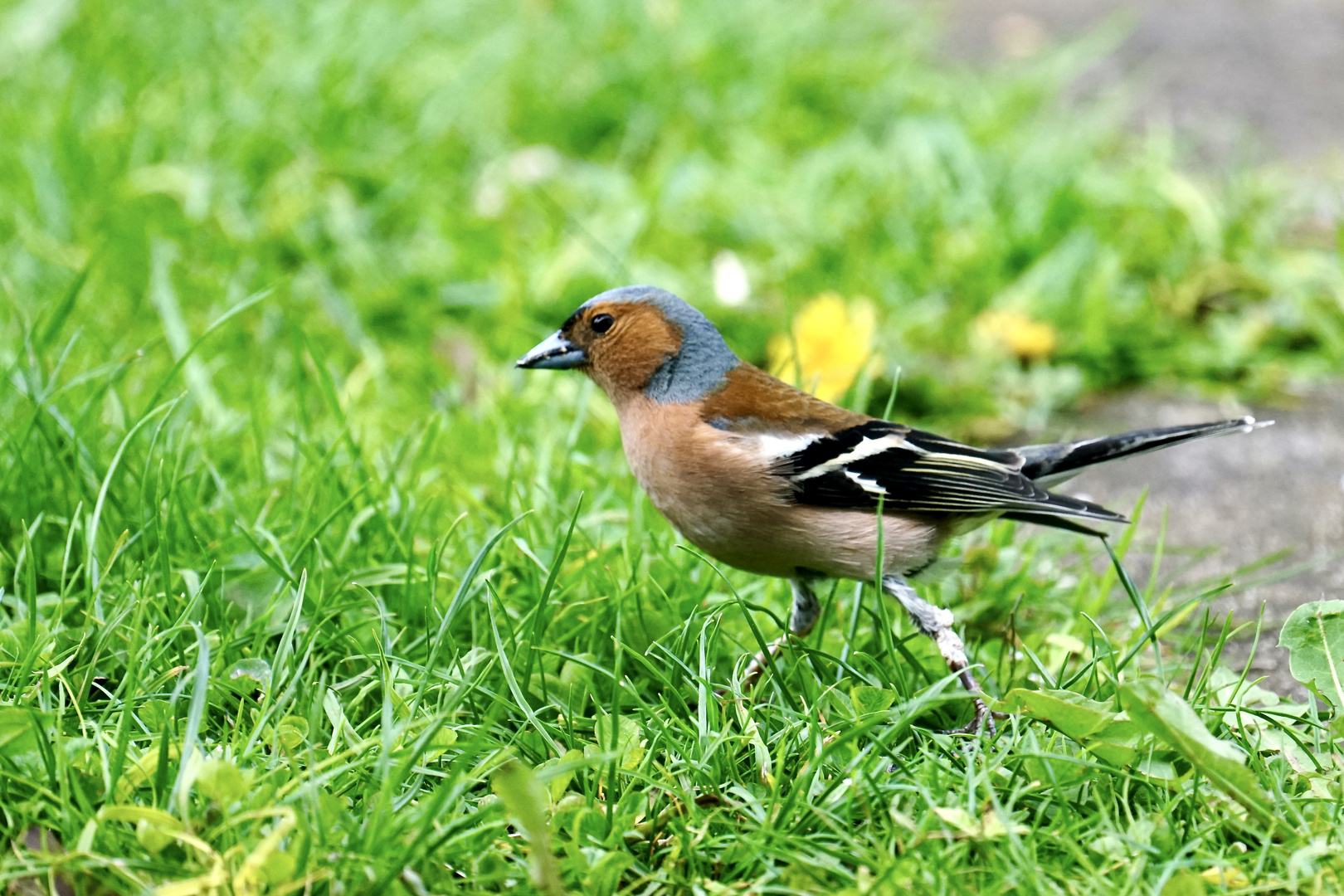 Buchfink (Fringilla coelebs), Männchen