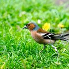 Buchfink (Fringilla coelebs), Männchen