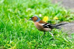 Buchfink (Fringilla coelebs), Männchen