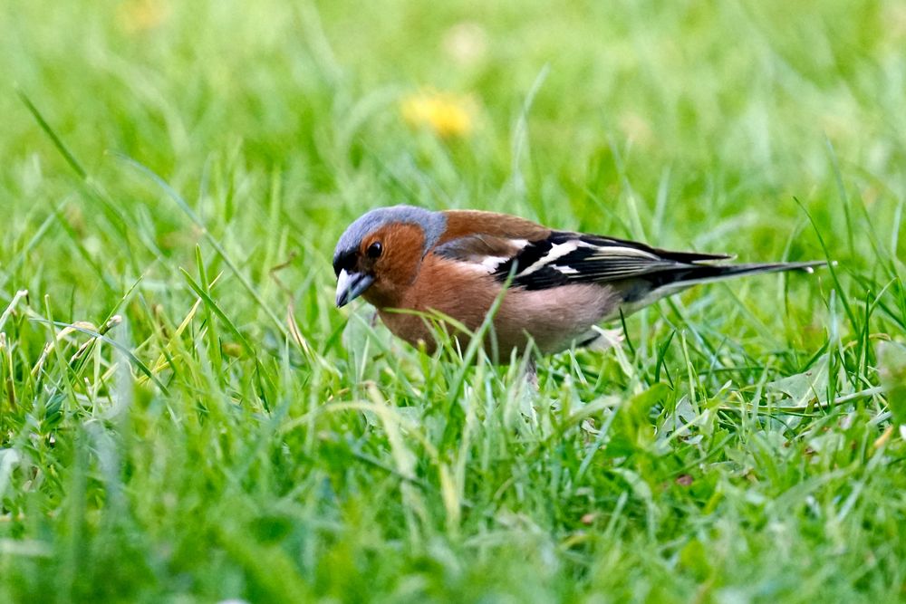 Buchfink (Fringilla coelebs), Männchen