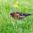 Buchfink (Fringilla coelebs), Männchen