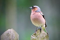 Buchfink (Fringilla coelebs), Männchen