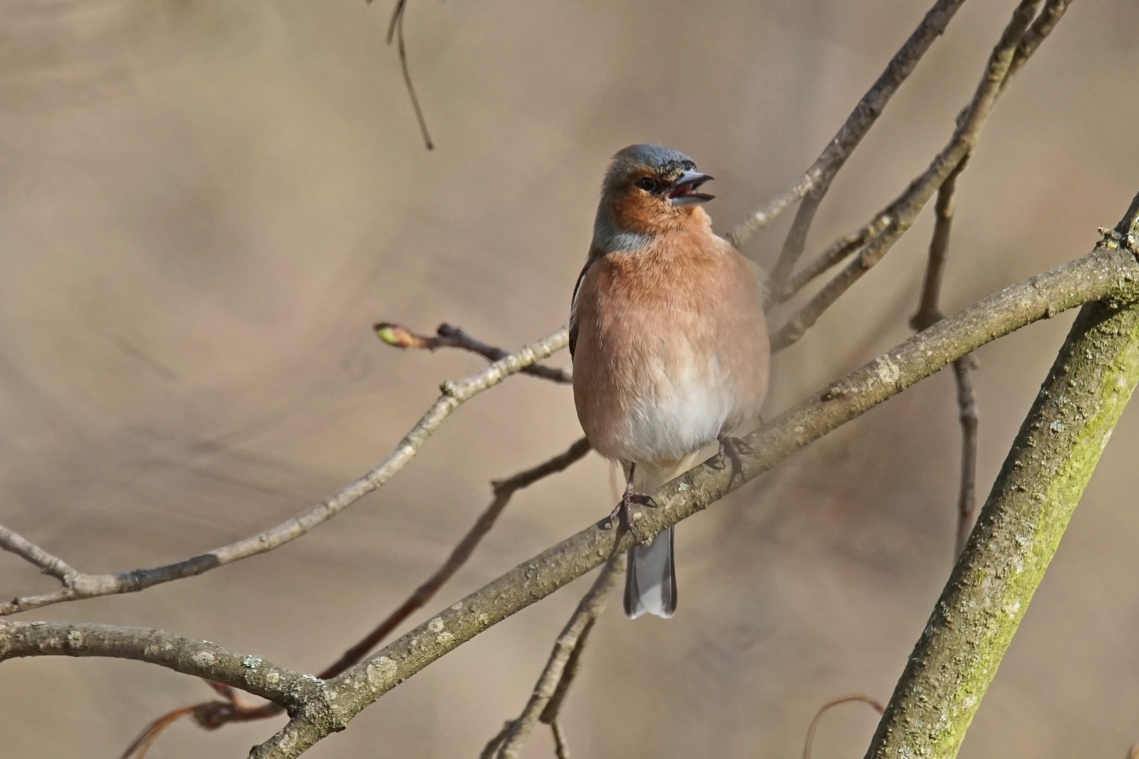 Buchfink (Fringilla coelebs), Männchen