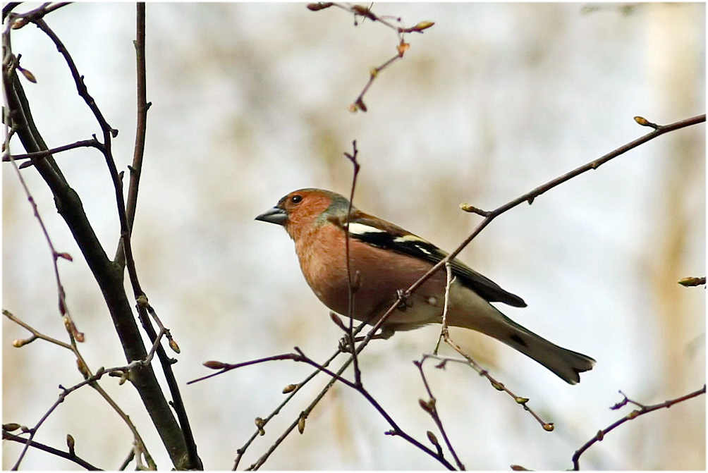 Buchfink [Fringilla coelebs] - Männchen