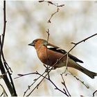 Buchfink [Fringilla coelebs] - Männchen