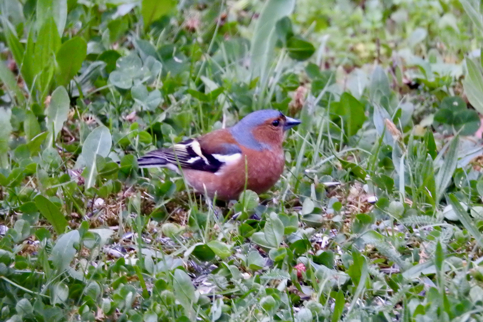 Buchfink (Fringilla coelebs), Männchen