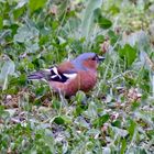 Buchfink (Fringilla coelebs), Männchen