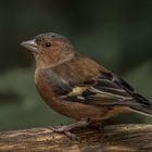 Buchfink (Fringilla coelebs) Männchen