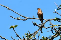 Buchfink (Fringilla coelebs), Männchen