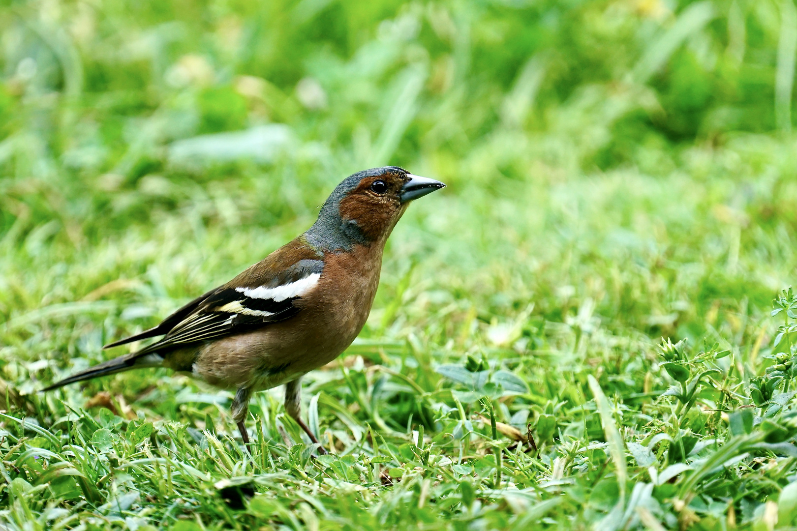 Buchfink (Fringilla coelebs), Männchen