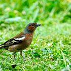 Buchfink (Fringilla coelebs), Männchen