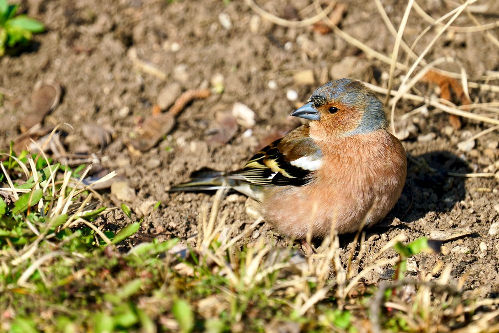 Buchfink (Fringilla coelebs), Männchen