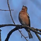 Buchfink (Fringilla coelebs), Männchen