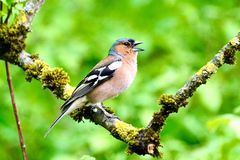 Buchfink (Fringilla coelebs), Männchen