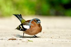 Buchfink (Fringilla coelebs), Männchen