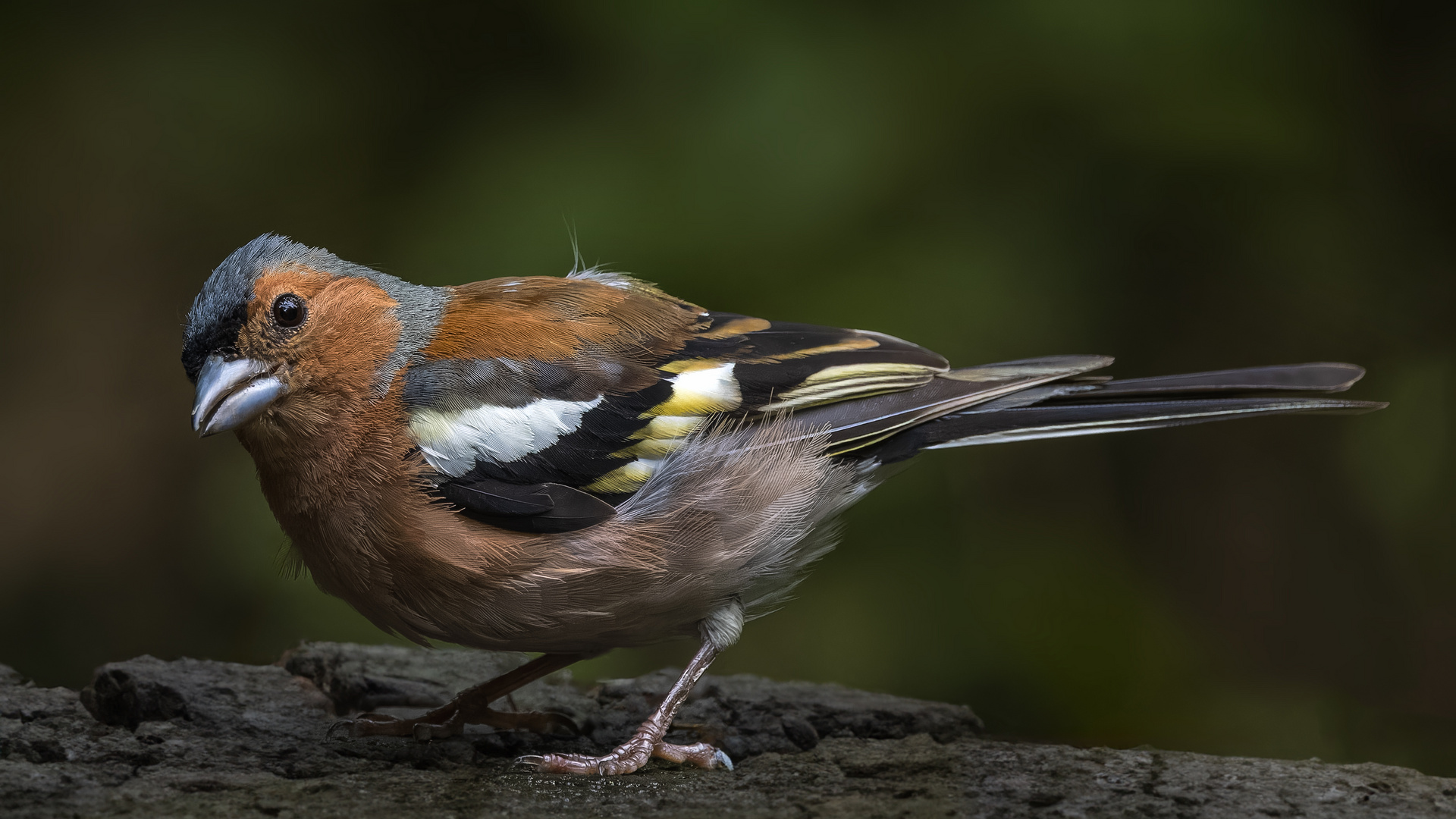 Buchfink (Fringilla coelebs) Männchen