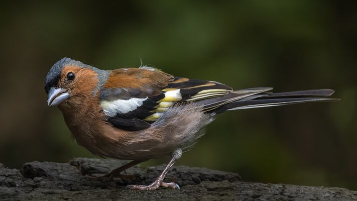 Buchfink (Fringilla coelebs) Männchen