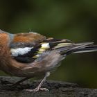 Buchfink (Fringilla coelebs) Männchen