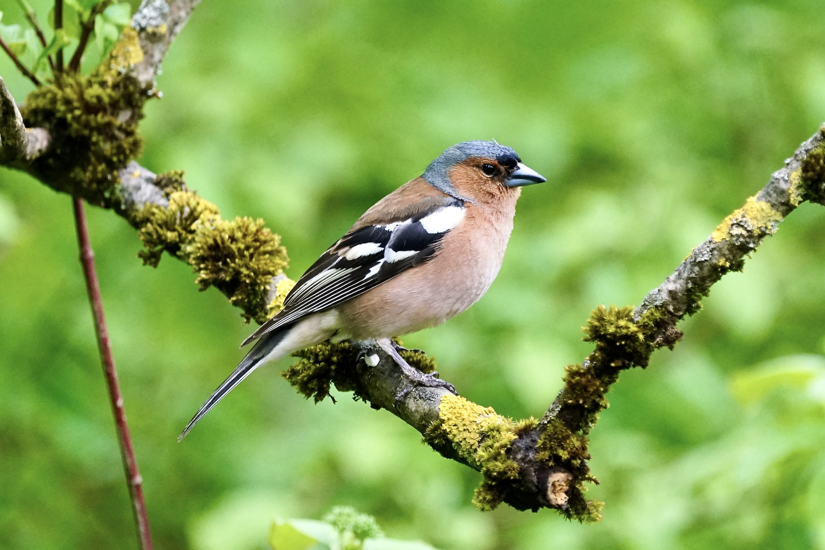 Buchfink (Fringilla coelebs), Männchen