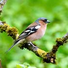 Buchfink (Fringilla coelebs), Männchen