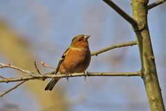 Buchfink (Fringilla coelebs) - männlich