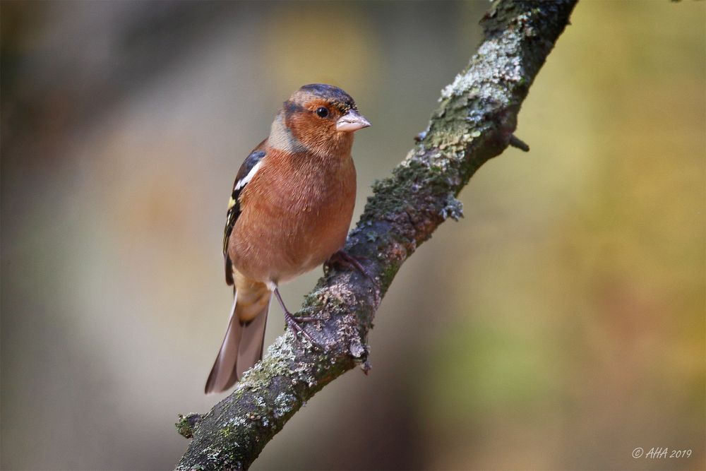 Buchfink (Fringilla coelebs) - männlich