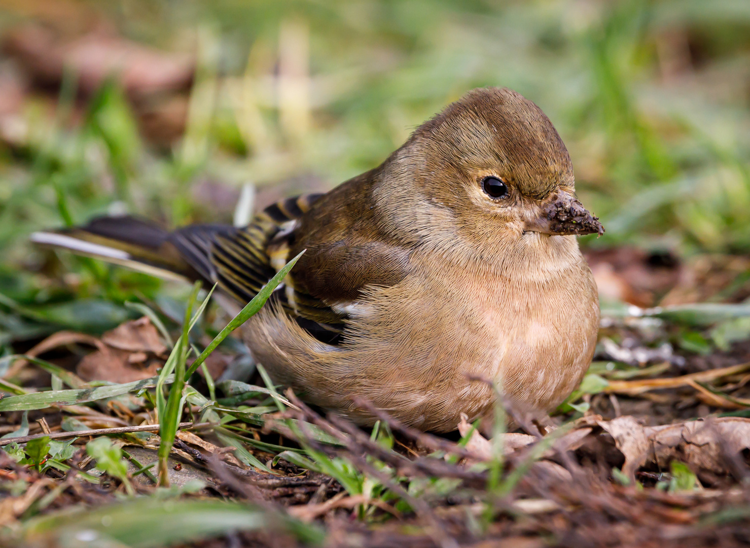 Buchfink (Fringilla coelebs) Weibchen