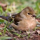 Buchfink (Fringilla coelebs) Weibchen