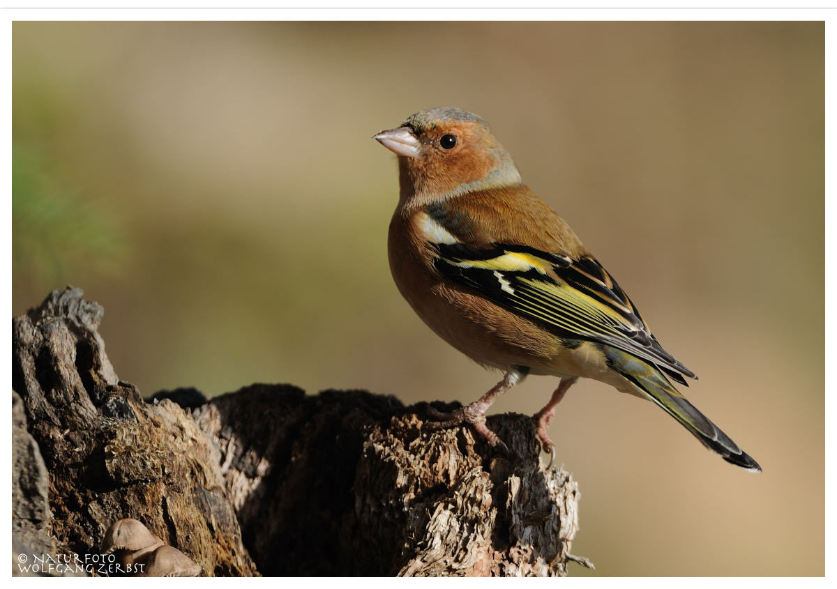 ---- Buchfink ---- ( Fringilla montifringeilla )