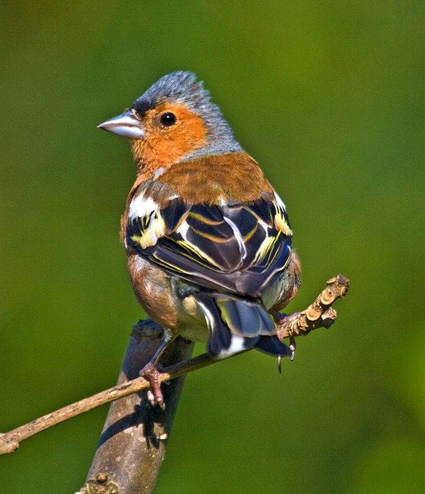 Buchfink (Glencoe)