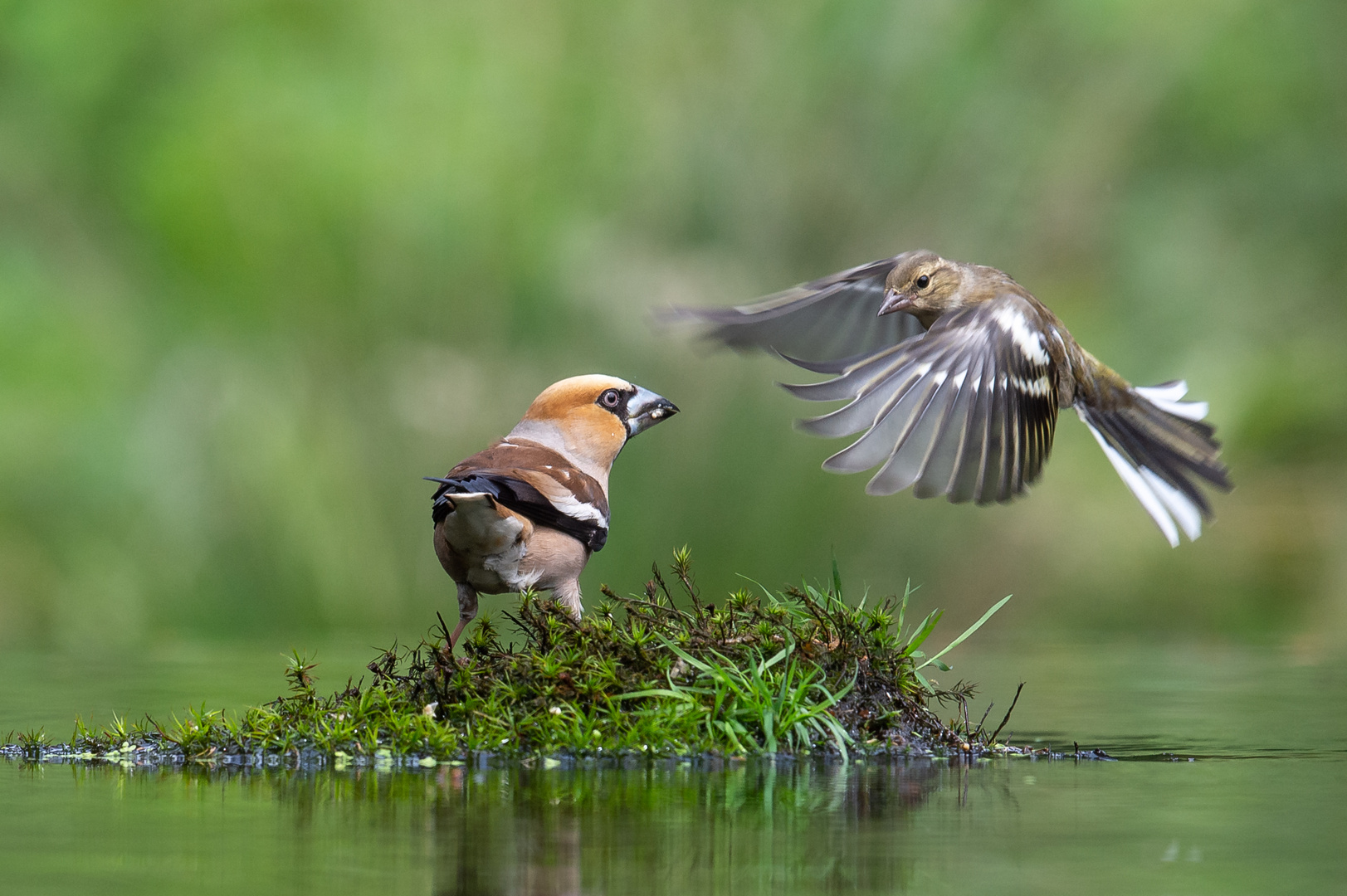 Buchfink im Anflug