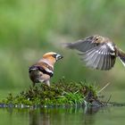 Buchfink im Anflug