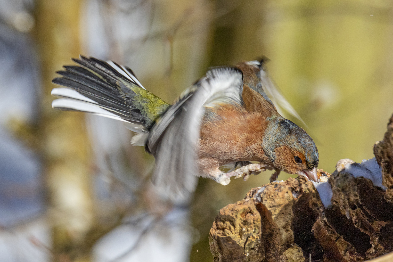 Buchfink im Anflug