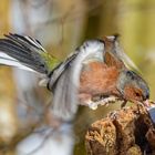 Buchfink im Anflug