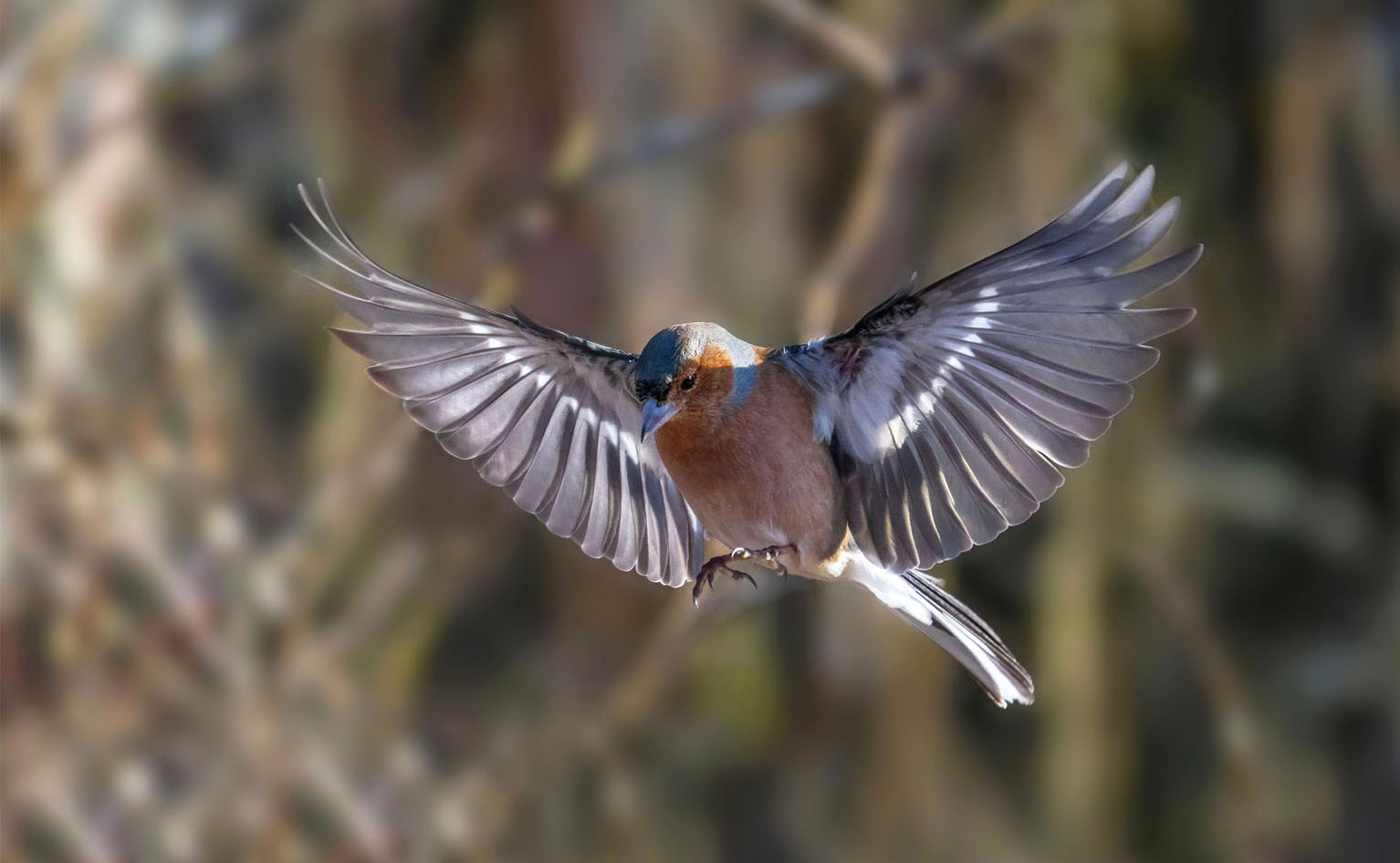 Buchfink im Anflug