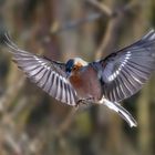 Buchfink im Anflug