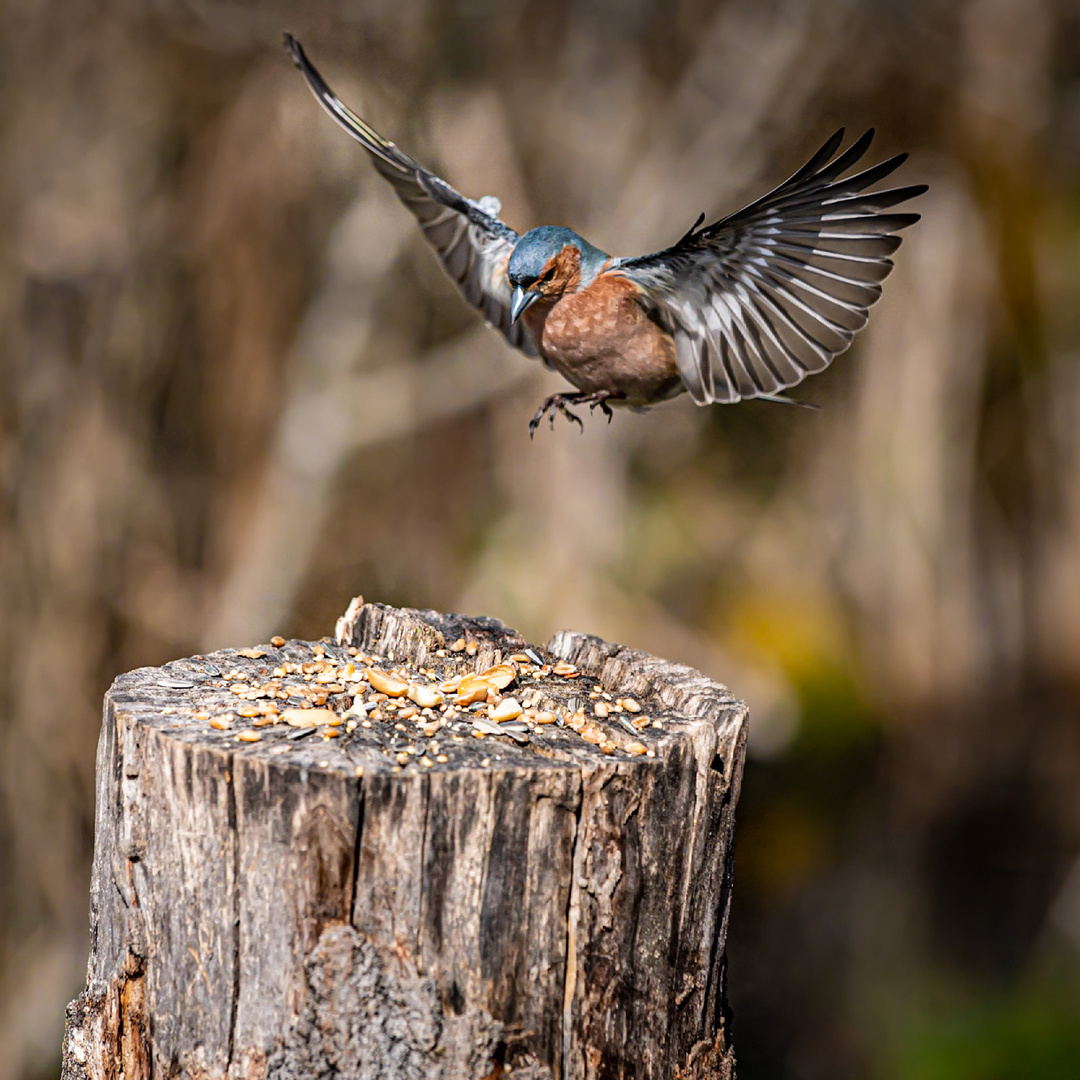 Buchfink im Anflug 