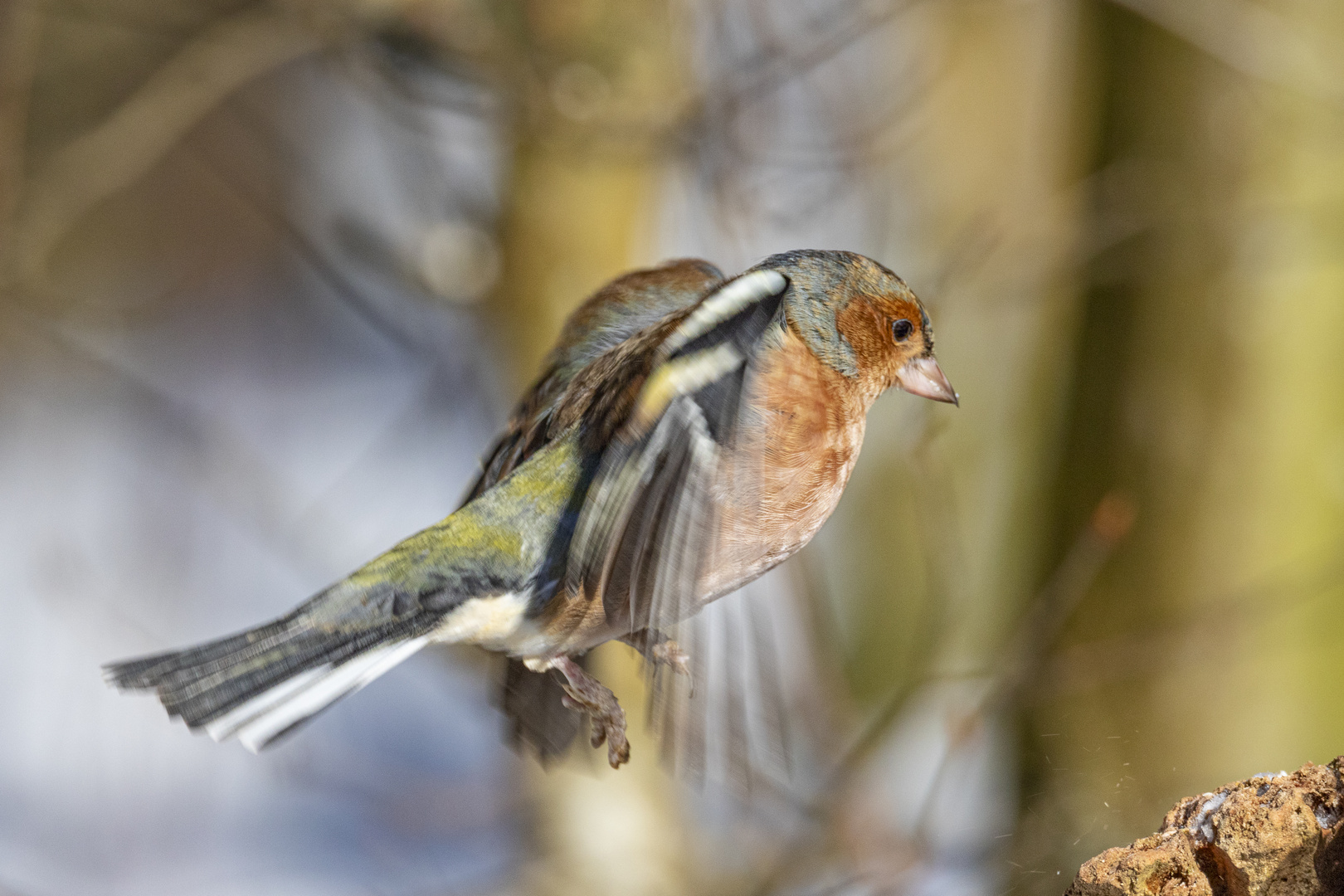 Buchfink im Anflug