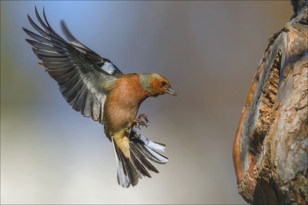 Buchfink im Anflug...