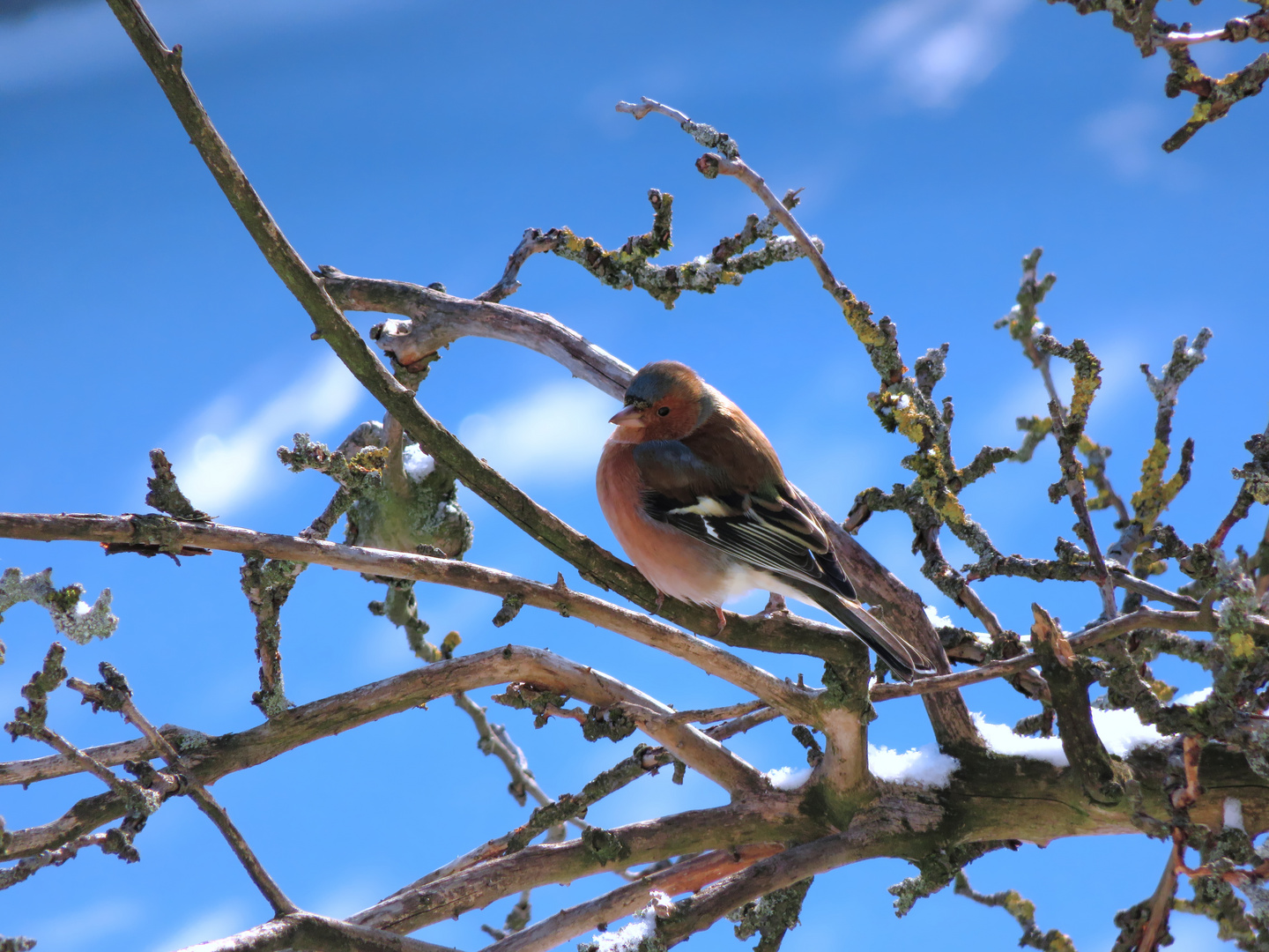 Buchfink im Apfelbaum