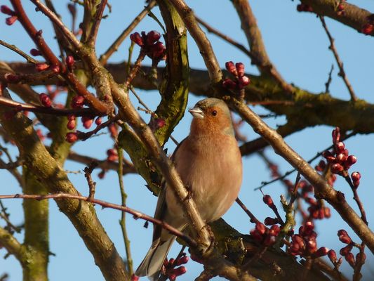 Buchfink im Aprikosenbaum